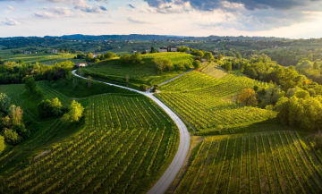 Математика прибуткового виноградника