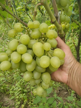 Цiкаві факти про виноград