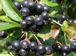 Аронія (чорноплідна горобина)