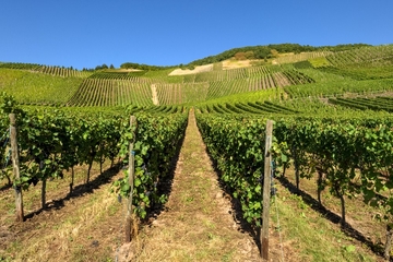 З чого почати закладку виноградника