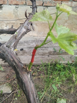 Літнє прищеплення винограду "зелене в зелене" – ефективний спосіб оновлення виноградника