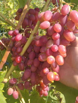 Виноградний сік - чим корисний?