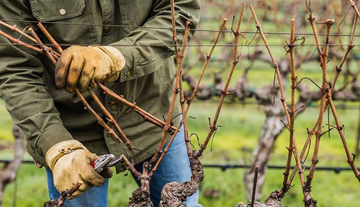 Коли та як обрізати виноград