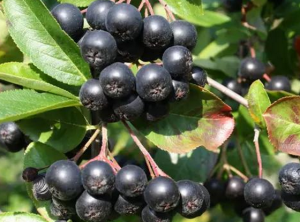 Аронія (чорноплідна горобина)