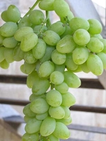 Елегант надранній