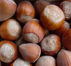 Галле (Гальський) 