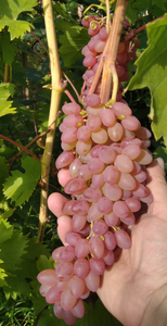 Кишмиш рожевий