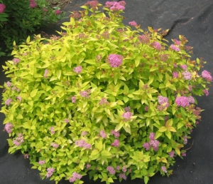 Спірея японська