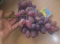 Восторг червоний