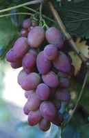 Ювілей Херсонського Дачника