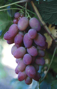 Ювілей Херсонського Дачника